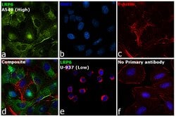 Invitrogen LRP6 Polyclonal Antibody 100 &mu;L | Buy Online | Invitrogen&trade; | Fisher Scientific