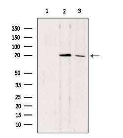 Invitrogen CDC7 Polyclonal Antibody 100 &mu;L | Buy Online | Invitrogen&trade; | Fisher Scientific