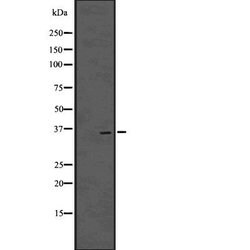 Invitrogen OVOL1 Polyclonal Antibody 100 &mu;L; Unconjugated:Antibodies,