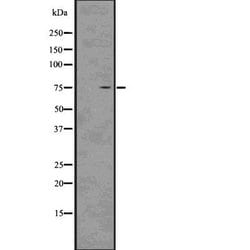Invitrogen MID1 Polyclonal Antibody 100 &mu;L; Unconjugated:Antibodies,