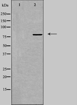 Invitrogen BERP Polyclonal Antibody 100 &mu;L; Unconjugated:Antibodies,