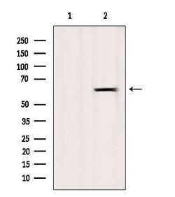 Invitrogen SLC43A1 Polyclonal Antibody 100 &mu;L; Unconjugated:Antibodies,