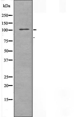 Invitrogen THRAP4 Polyclonal Antibody 100 &mu;L; Unconjugated:Antibodies,