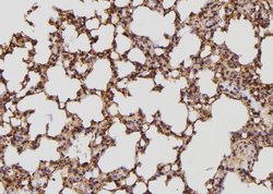 BCAR3 Polyclonal Antibody, Invitrogen 100 &mu;L; Unconjugated:Antibodies,
