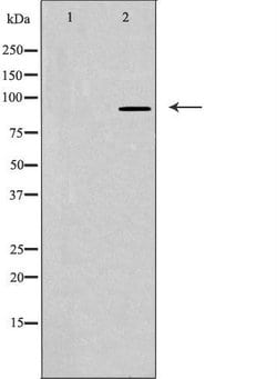 BCAR3 Polyclonal Antibody, Invitrogen 100 &mu;L; Unconjugated:Antibodies,