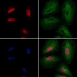 Invitrogen ALX3 Polyclonal Antibody 100 &mu;L; Unconjugated:Antibodies,