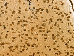 Invitrogen ALX3 Polyclonal Antibody 100 &mu;L; Unconjugated:Antibodies,