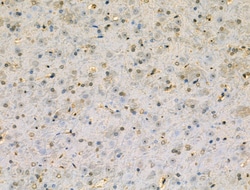 Invitrogen ALX3 Polyclonal Antibody 100 &mu;L; Unconjugated:Antibodies,