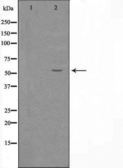 Invitrogen ZNF682 Polyclonal Antibody 100 &mu;L; Unconjugated:Antibodies,