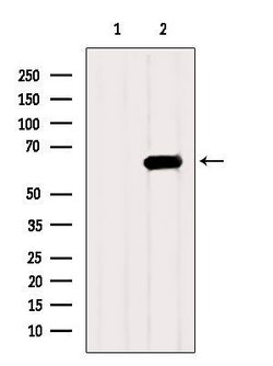 Invitrogen HEXB Polyclonal Antibody 100 &mu;L; Unconjugated:Antibodies,
