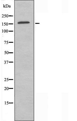 Invitrogen RNA pol II CTD Polyclonal Antibody 100 &mu;L; Unconjugated:Antibodies,