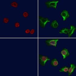 Invitrogen ATF3 Polyclonal Antibody 100 &mu;L | Buy Online | Invitrogen&trade; | Fisher Scientific