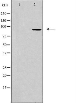Invitrogen CDK11B Polyclonal Antibody 100 &mu;L; Unconjugated:Antibodies,