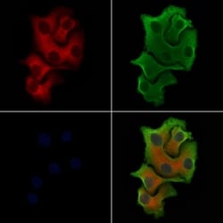 ITPKA Polyclonal Antibody:Antibodies, Polyclonal