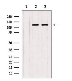 Invitrogen ITPKB Polyclonal Antibody 100 &mu;L; Unconjugated:Antibodies,