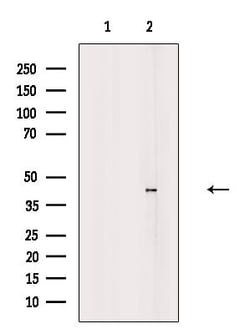 Invitrogen TIS11D Polyclonal Antibody 100 &mu;L; Unconjugated:Antibodies,