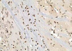 Invitrogen HOXA1 Polyclonal Antibody 100 &mu;L; Unconjugated:Antibodies,