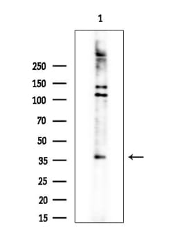 Invitrogen HOXA1 Polyclonal Antibody 100 &mu;L; Unconjugated:Antibodies,