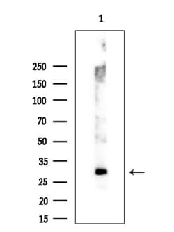 Invitrogen HOXA1 Polyclonal Antibody 100 &mu;L; Unconjugated:Antibodies,