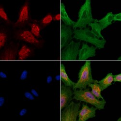 Invitrogen CLK1 Polyclonal Antibody 100 &mu;L; Unconjugated:Antibodies,