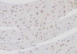 Invitrogen FXR2 Polyclonal Antibody 100 &mu;L; Unconjugated:Antibodies,