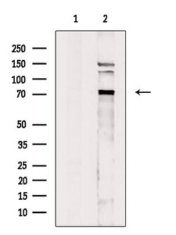 Invitrogen FXR2 Polyclonal Antibody 100 &mu;L; Unconjugated:Antibodies,