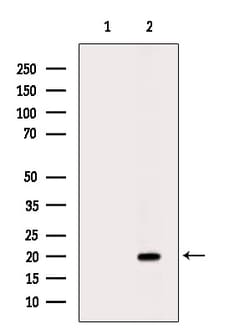 Invitrogen PTTG Polyclonal Antibody 100 &mu;L; Unconjugated:Antibodies,