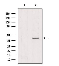 Invitrogen AMPK gamma-1,2,3 Polyclonal Antibody 100 &mu;L; Unconjugated:Antibodies,