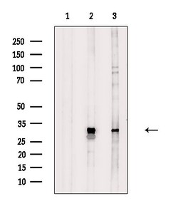 Invitrogen DLX5 Polyclonal Antibody 100 &mu;L; Unconjugated:Antibodies,