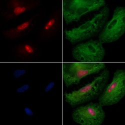 Invitrogen IRX1 Polyclonal Antibody 100 &mu;L; Unconjugated:Antibodies,