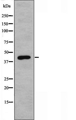 Invitrogen IRX1 Polyclonal Antibody 100 &mu;L; Unconjugated:Antibodies,