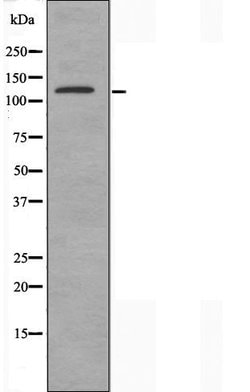 Invitrogen MN1 Polyclonal Antibody 100 &mu;L | Buy Online | Invitrogen&trade; | Fisher Scientific