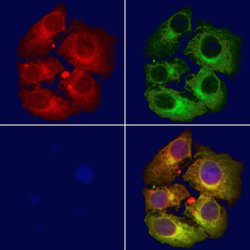 Invitrogen AKAP13 Polyclonal Antibody 100 &mu;L; Unconjugated:Antibodies,