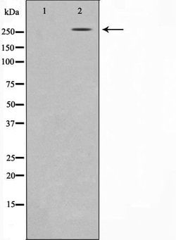 Invitrogen AKAP13 Polyclonal Antibody 100 &mu;L; Unconjugated:Antibodies,