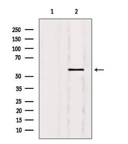 Invitrogen Nuclear Factor 1 Polyclonal Antibody 100 &mu;L; Unconjugated:Antibodies,