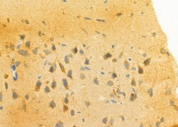 Invitrogen ELAVL2 Polyclonal Antibody 100 &mu;L; Unconjugated:Antibodies,
