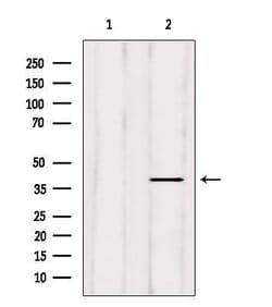 Invitrogen ELAVL2 Polyclonal Antibody 100 &mu;L; Unconjugated:Antibodies,
