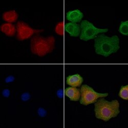 Invitrogen JIP2 Polyclonal Antibody 100 &mu;L; Unconjugated:Antibodies,