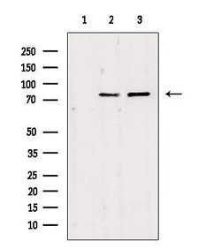 Invitrogen JIP2 Polyclonal Antibody 100 &mu;L; Unconjugated:Antibodies,