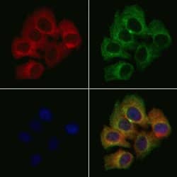 Invitrogen TRIM25 Polyclonal Antibody 100 &mu;L; Unconjugated:Antibodies,