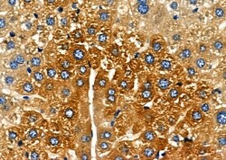 Invitrogen TRIM25 Polyclonal Antibody 100 &mu;L; Unconjugated:Antibodies,