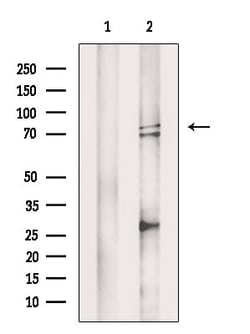 Invitrogen MELK Polyclonal Antibody 100 &mu;L; Unconjugated:Antibodies,