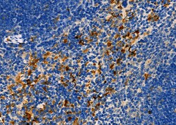 Invitrogen FASTKD3 Polyclonal Antibody 100 &mu;L; Unconjugated:Antibodies,