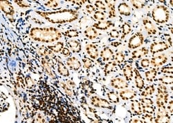 Invitrogen p35 Polyclonal Antibody 100 &mu;L | Buy Online | Invitrogen&trade; | Fisher Scientific