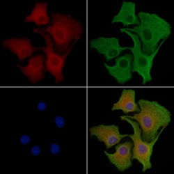 Invitrogen CDK10 Polyclonal Antibody 100 &mu;L; Unconjugated:Antibodies,