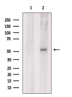 TAF1A Polyclonal Antibody:Antibodies, Polyclonal