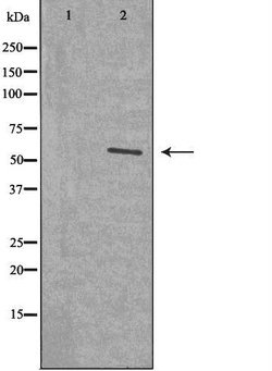 Invitrogen NAB2 Polyclonal Antibody 100 &mu;L; Unconjugated:Antibodies,