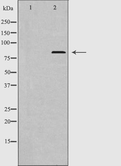 Invitrogen ERK3 Polyclonal Antibody 100 &mu;L | Buy Online | Invitrogen&trade; | Fisher Scientific