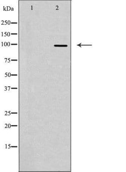 Invitrogen FASTKD1 Polyclonal Antibody 100 &mu;L | Buy Online | Invitrogen&trade; | Fisher Scientific