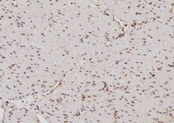 Invitrogen CDKL4 Polyclonal Antibody 100 &mu;L; Unconjugated:Antibodies,